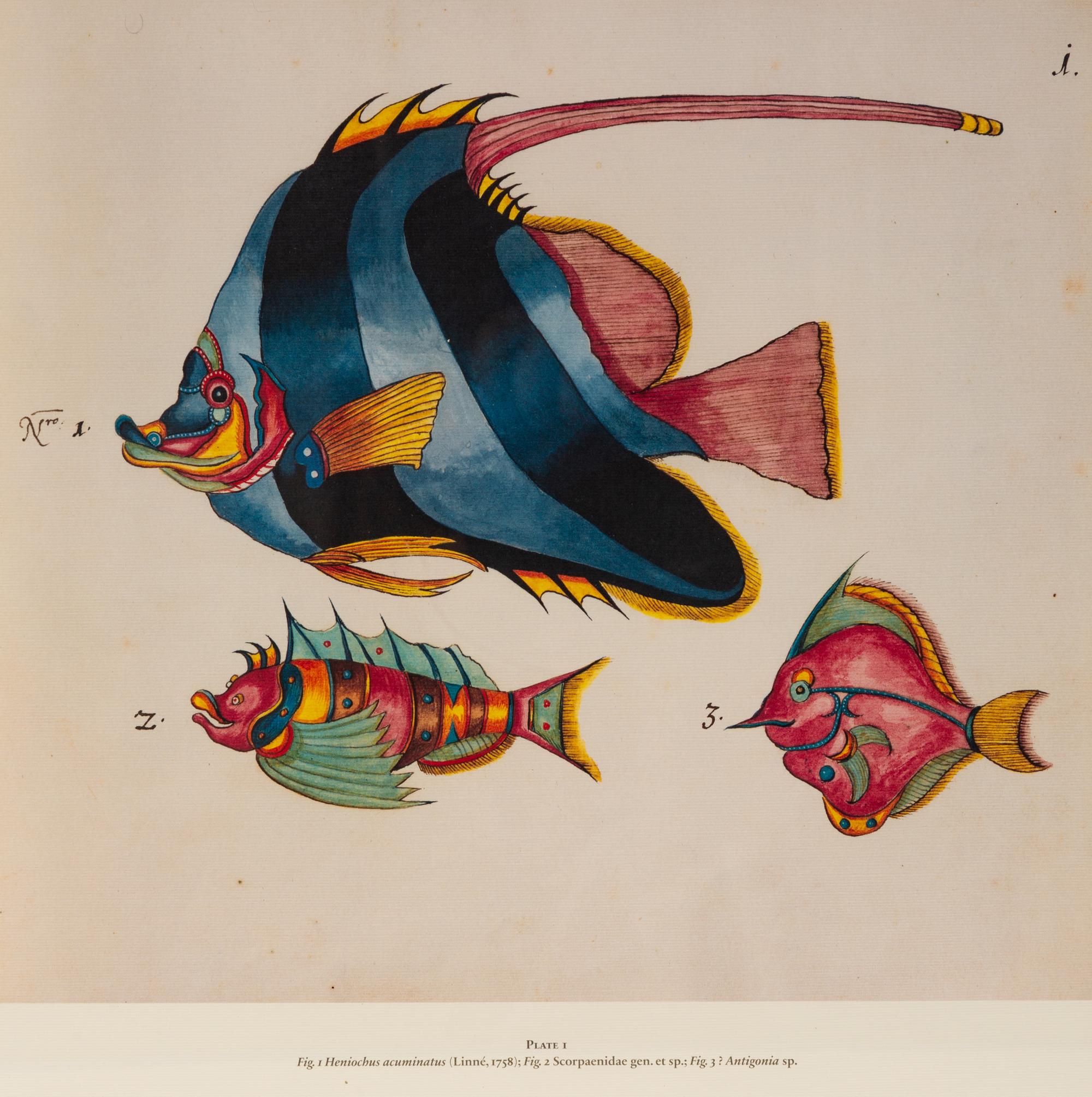 A Suite of Thirteen Framed Giclee Prints of Colorful Tropical Fish — 20TH/21ST CENTURY