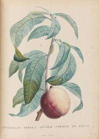 [Natural History] Rousseau, Jean Jacques. La botanique