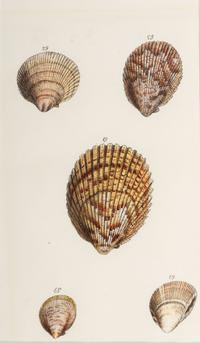 Thirteen Hand-Colored Shell Engravings