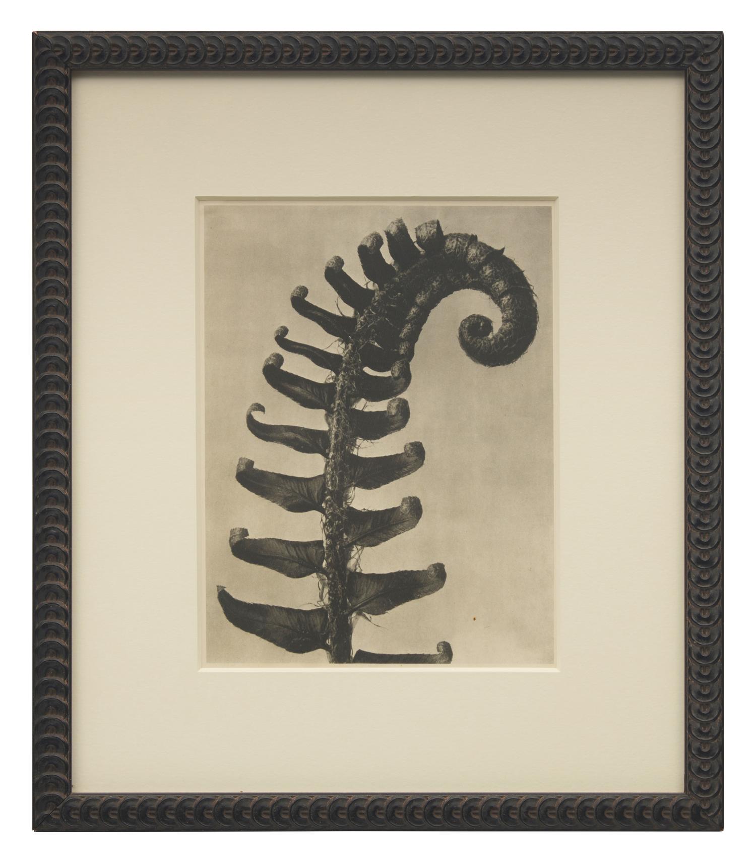A Set of 8 Botanical Prints