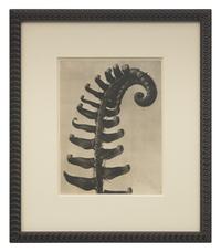 A Set of 8 Botanical Prints