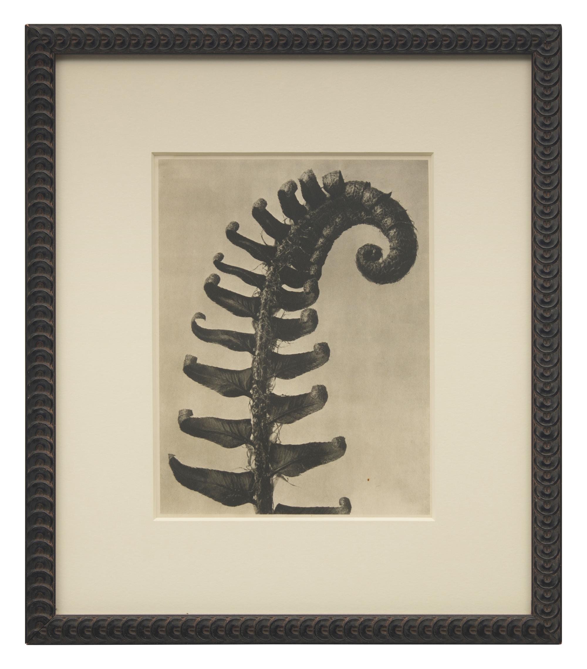 A Set of 8 Botanical Prints