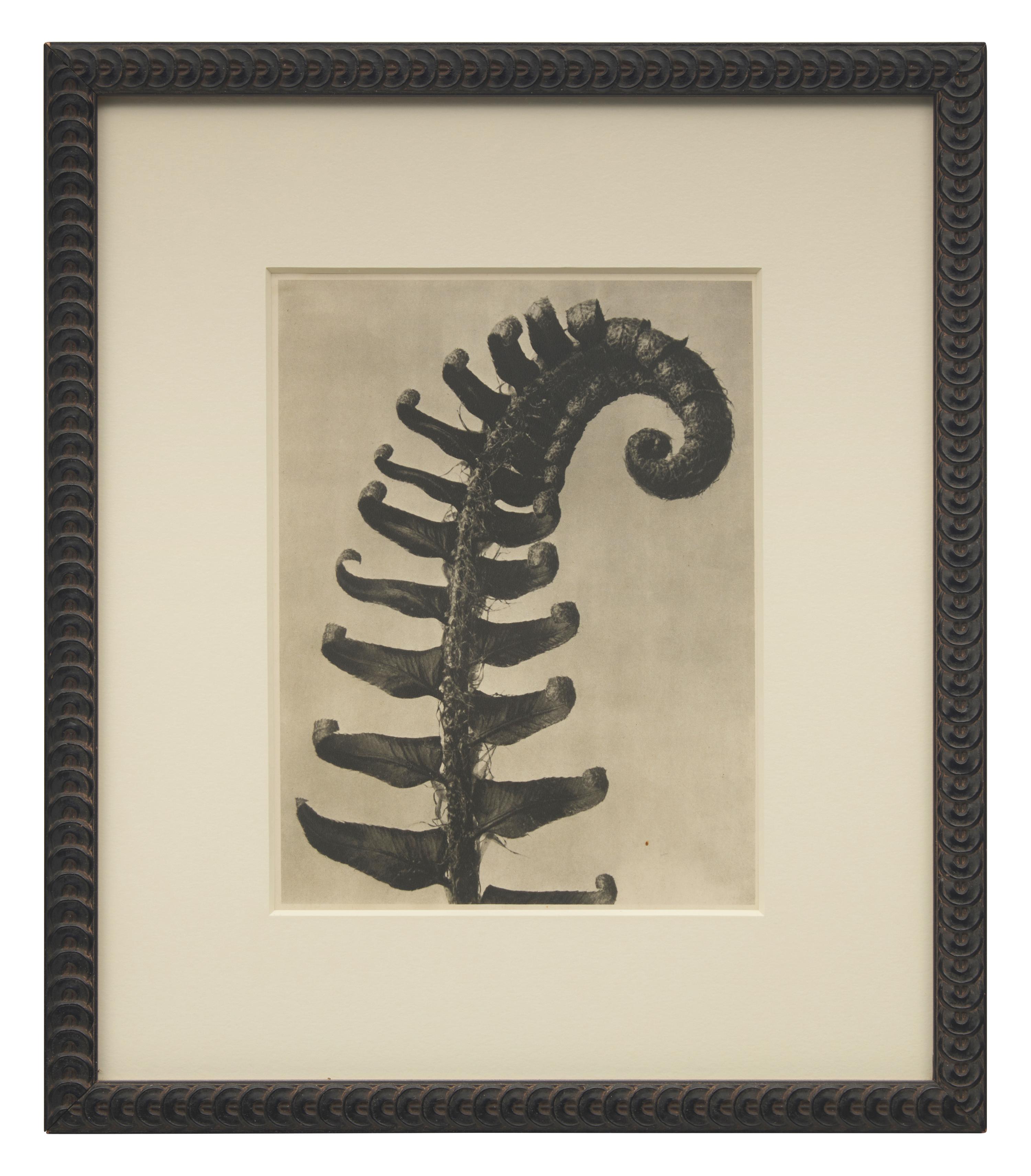 A Set of 8 Botanical Prints