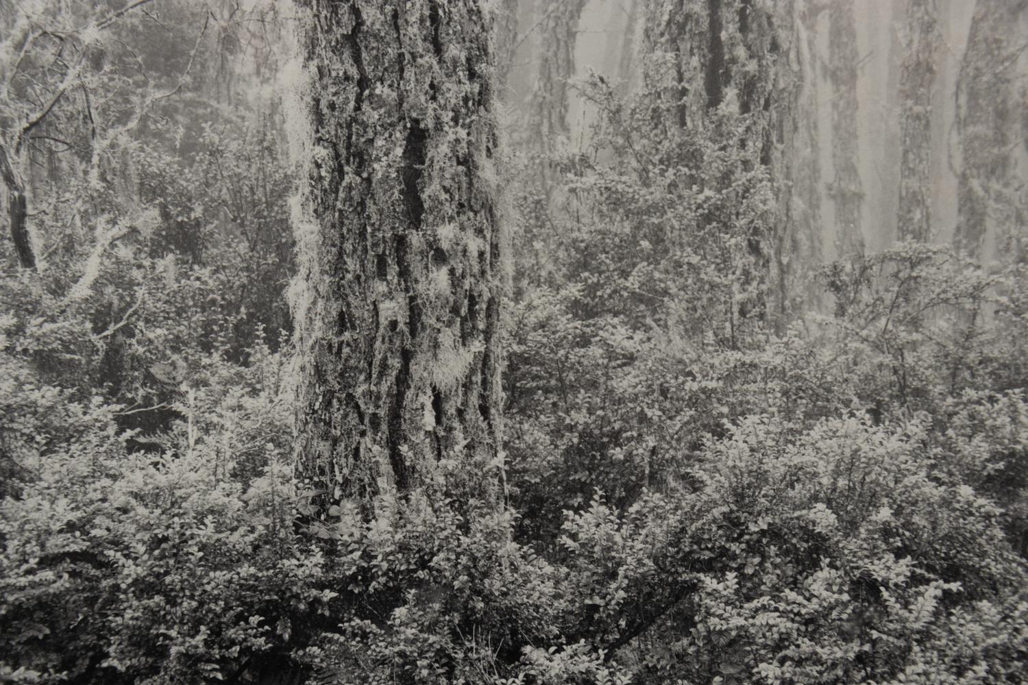 The Forest