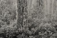 The Forest