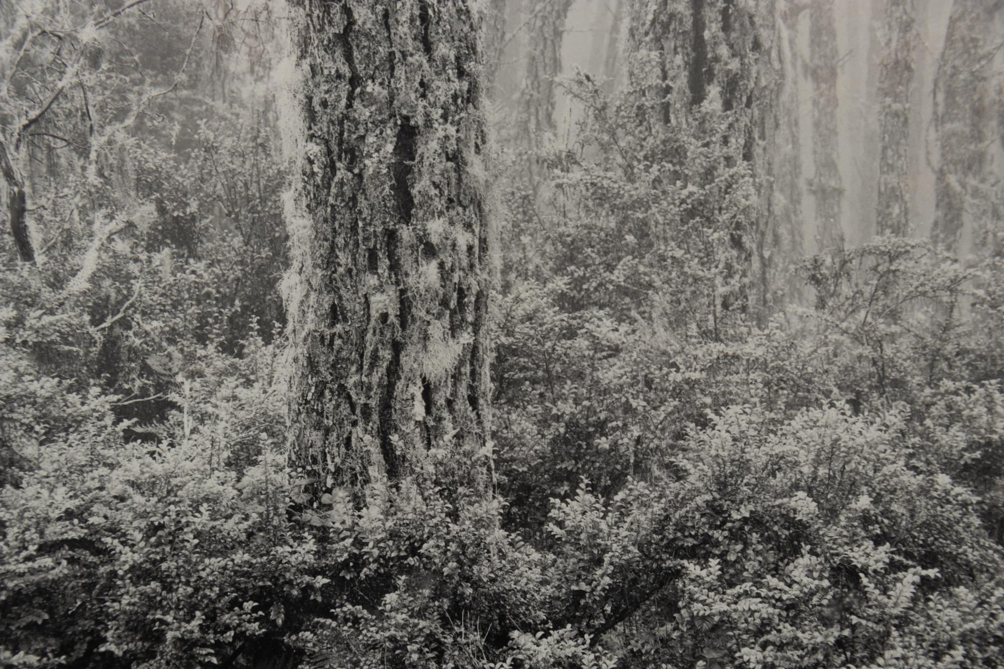 The Forest