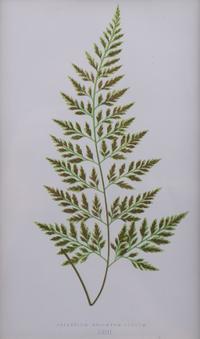 A Group of Eight Fern Botanical Engravings After Thomas Moore — EARLY 20TH CENTURY