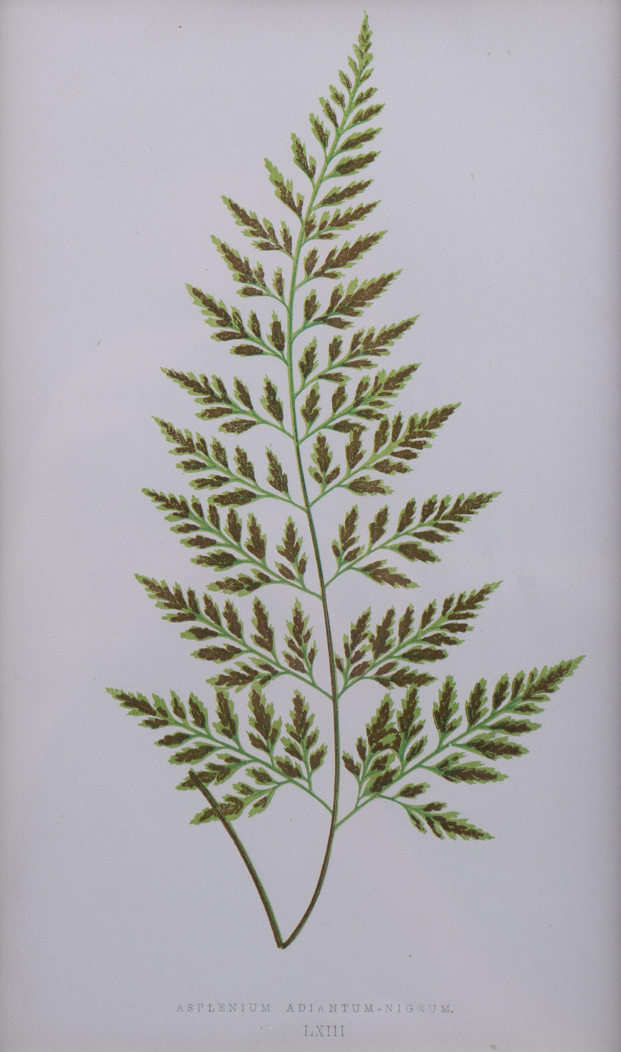 A Group of Eight Fern Botanical Engravings After Thomas Moore — EARLY 20TH CENTURY