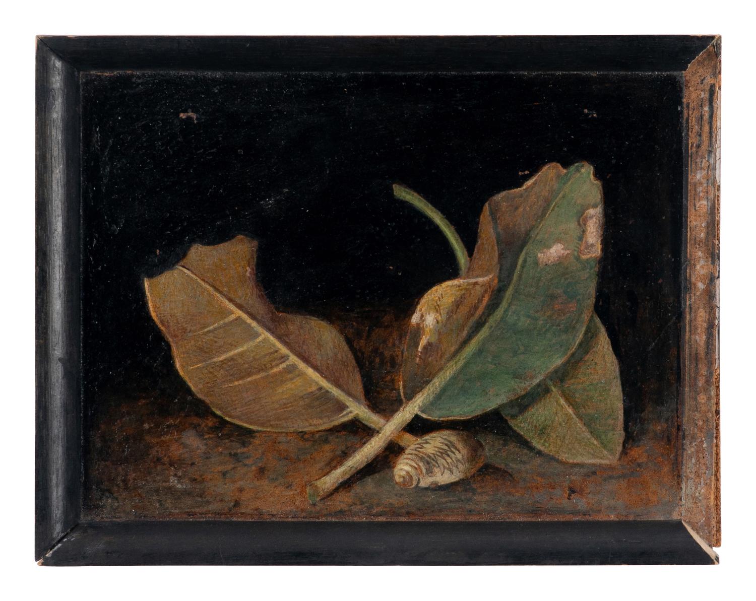 Magnolia Leaves and Shell and Tiger Moth and Nettle (two works), 1971