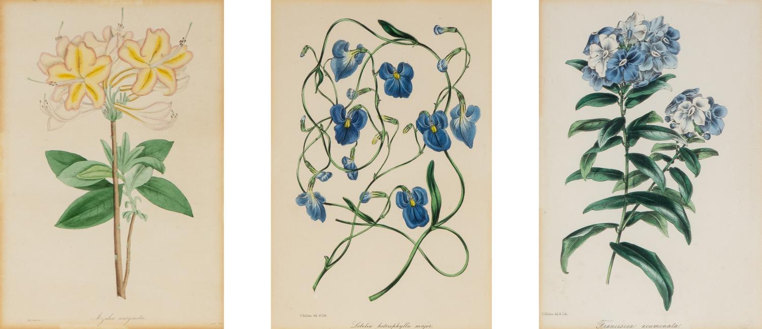 A Collection of Fourteen English Hand-Colored Botanical Engravings