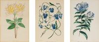 A Collection of Fourteen English Hand-Colored Botanical Engravings