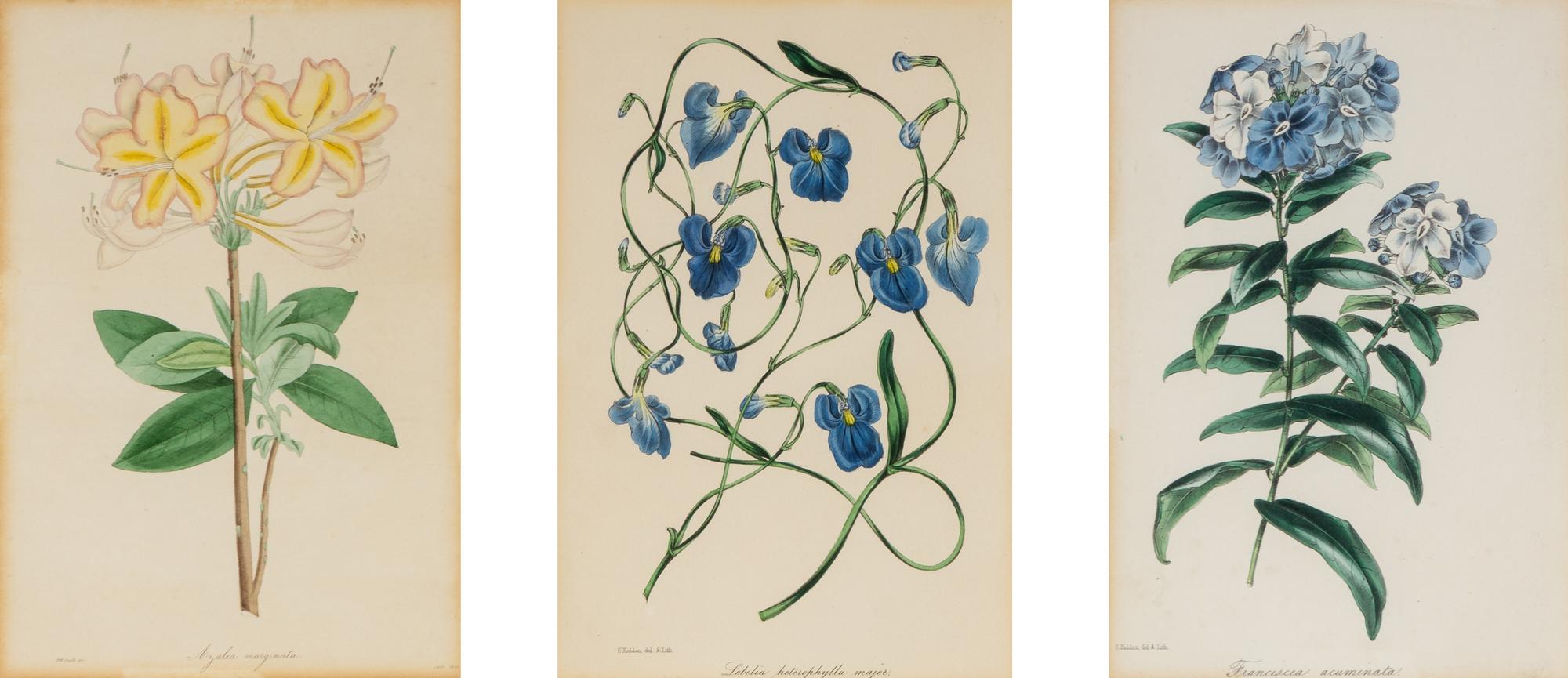 A Collection of Fourteen English Hand-Colored Botanical Engravings
