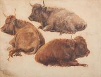Three Highland Cattle