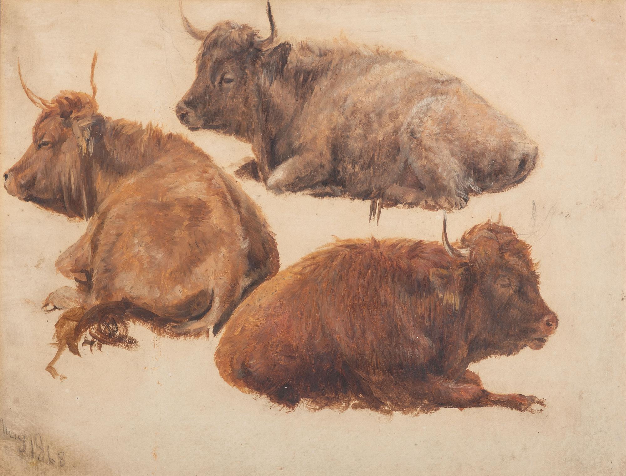Three Highland Cattle