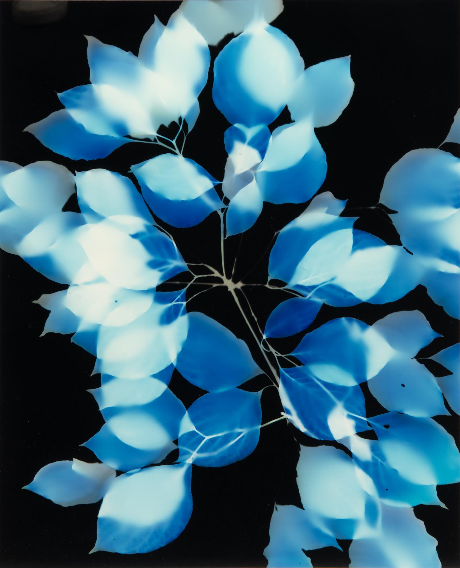Large Coleus Leaf, Blue Dogwood Leaves, Single Feather and Hydrangea (four botanical prints), circa 2000