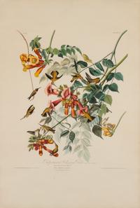 AUDUBON, John James (1785-1851)