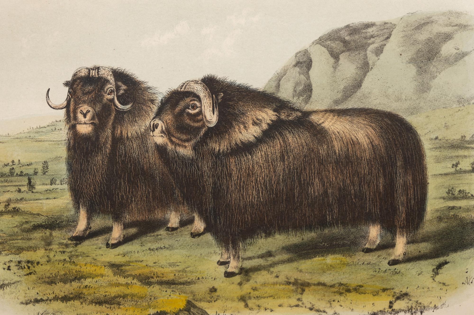 Grouped, see item 1 | A Group of Three Prints of North American Mammals, after John James Audubon (1785-1851) and John Woodhouse Audubon (1812-1862)