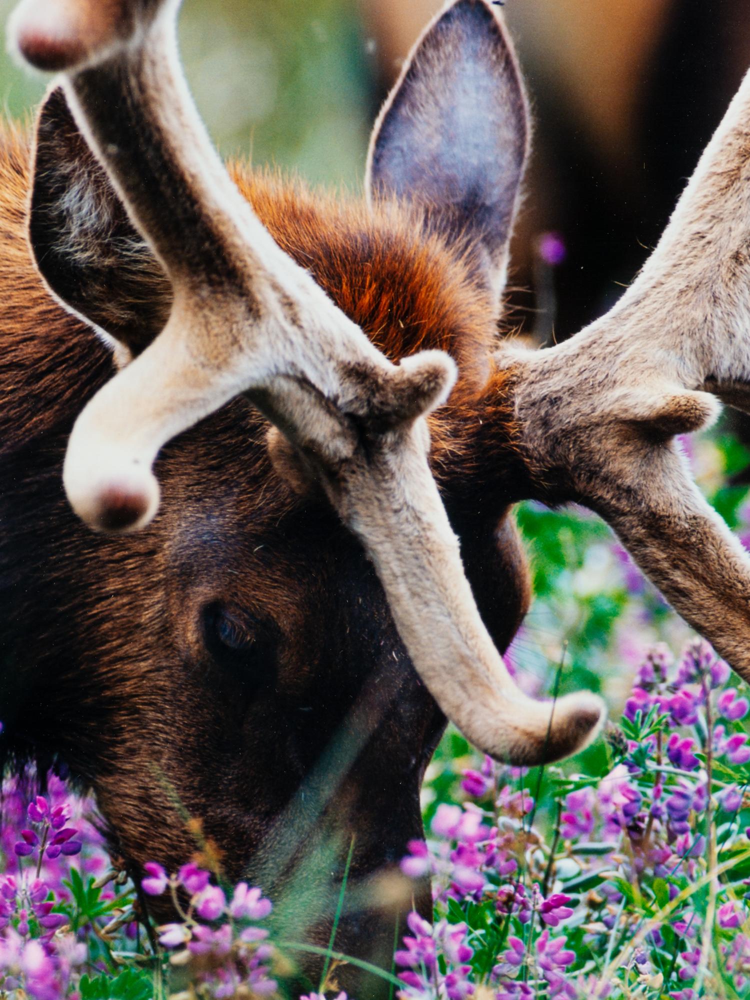 Velvet and Lupine , edition 788/1500