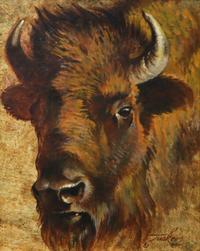 Bison Cow Portrait