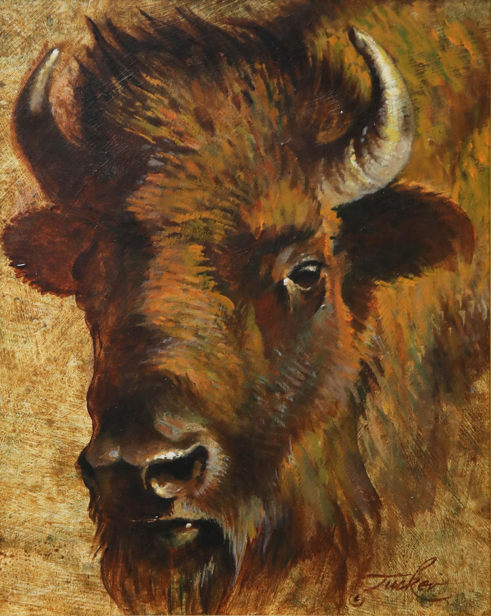 Bison Cow Portrait