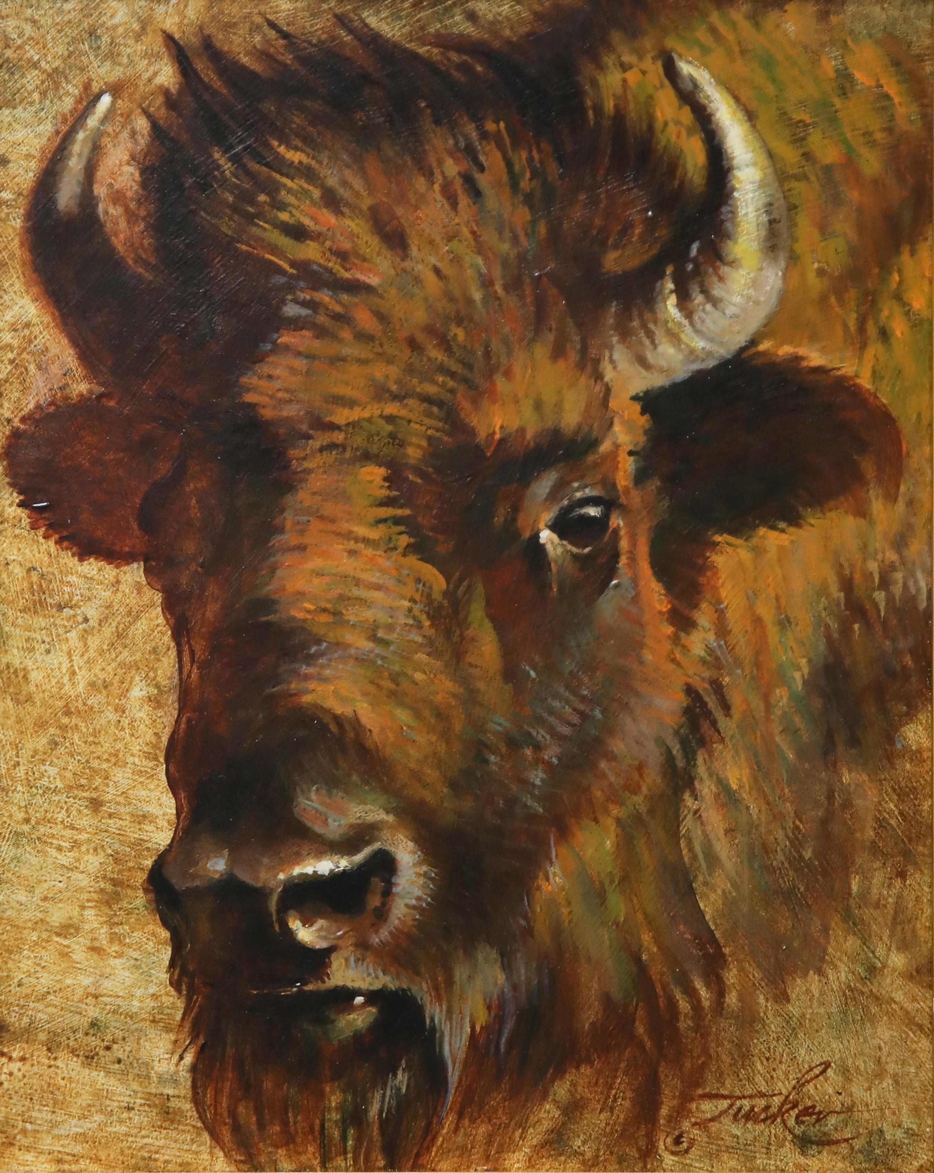 Bison Cow Portrait