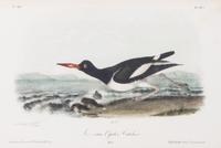 Audubon, John James, after Each approximately: 10 1/2 x 6 3/4 inches.