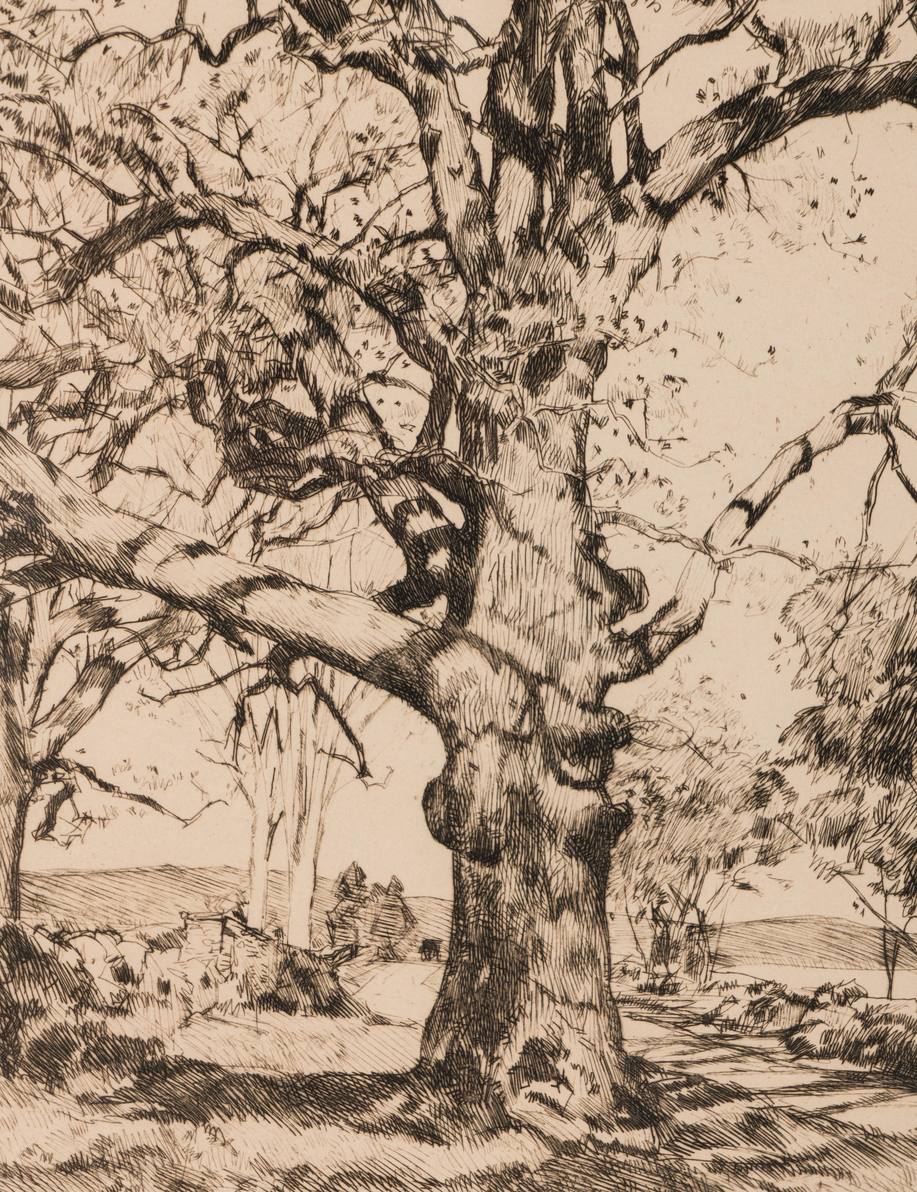Wayside Inn—Oaks in Spring , 1926