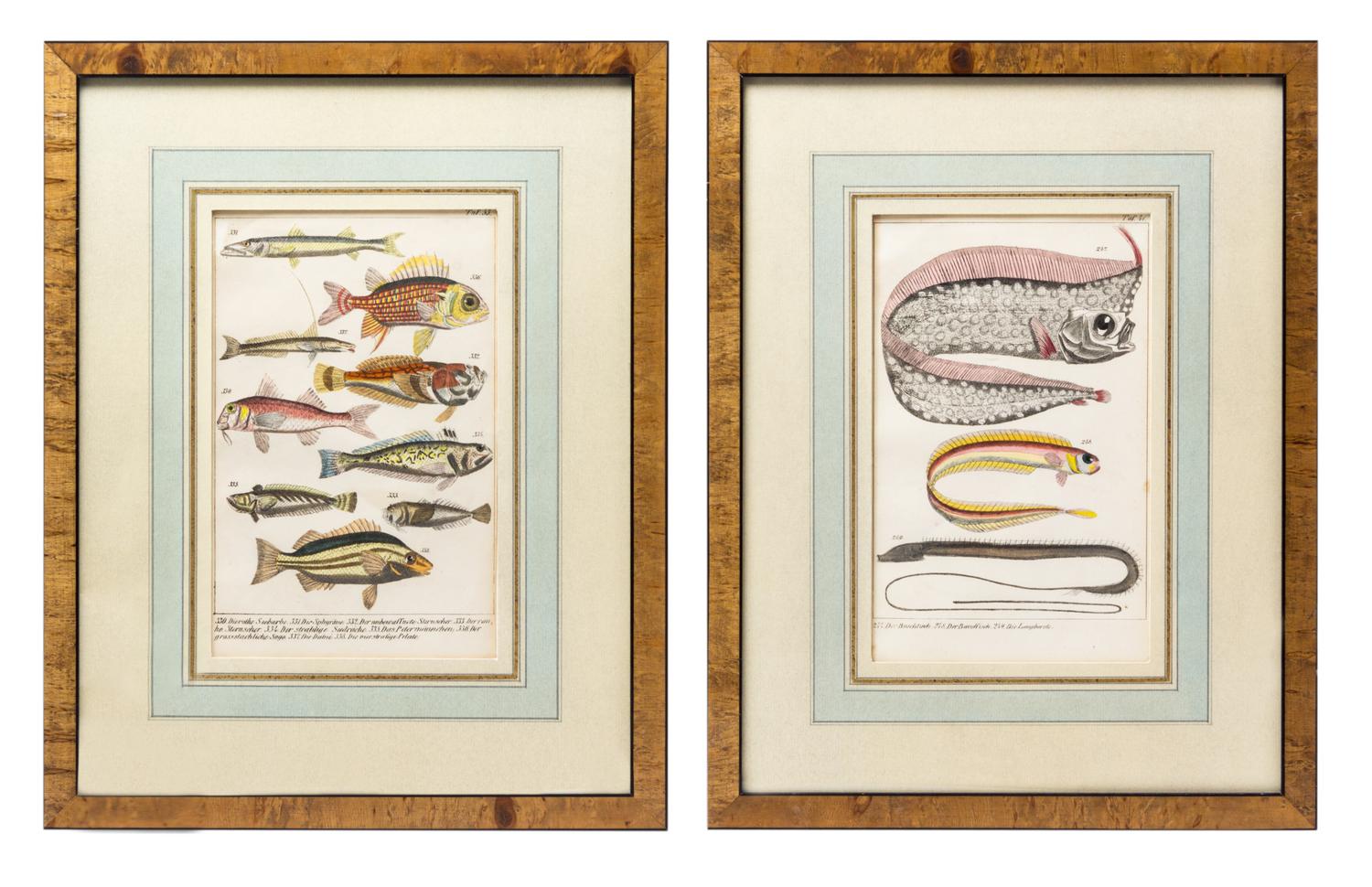 A Set of Four German Hand Colored Engravings of Fish, 19TH CENTURY,