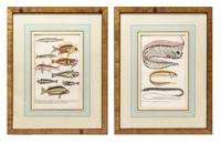 A Set of Four German Hand Colored Engravings of Fish, 19TH CENTURY,
