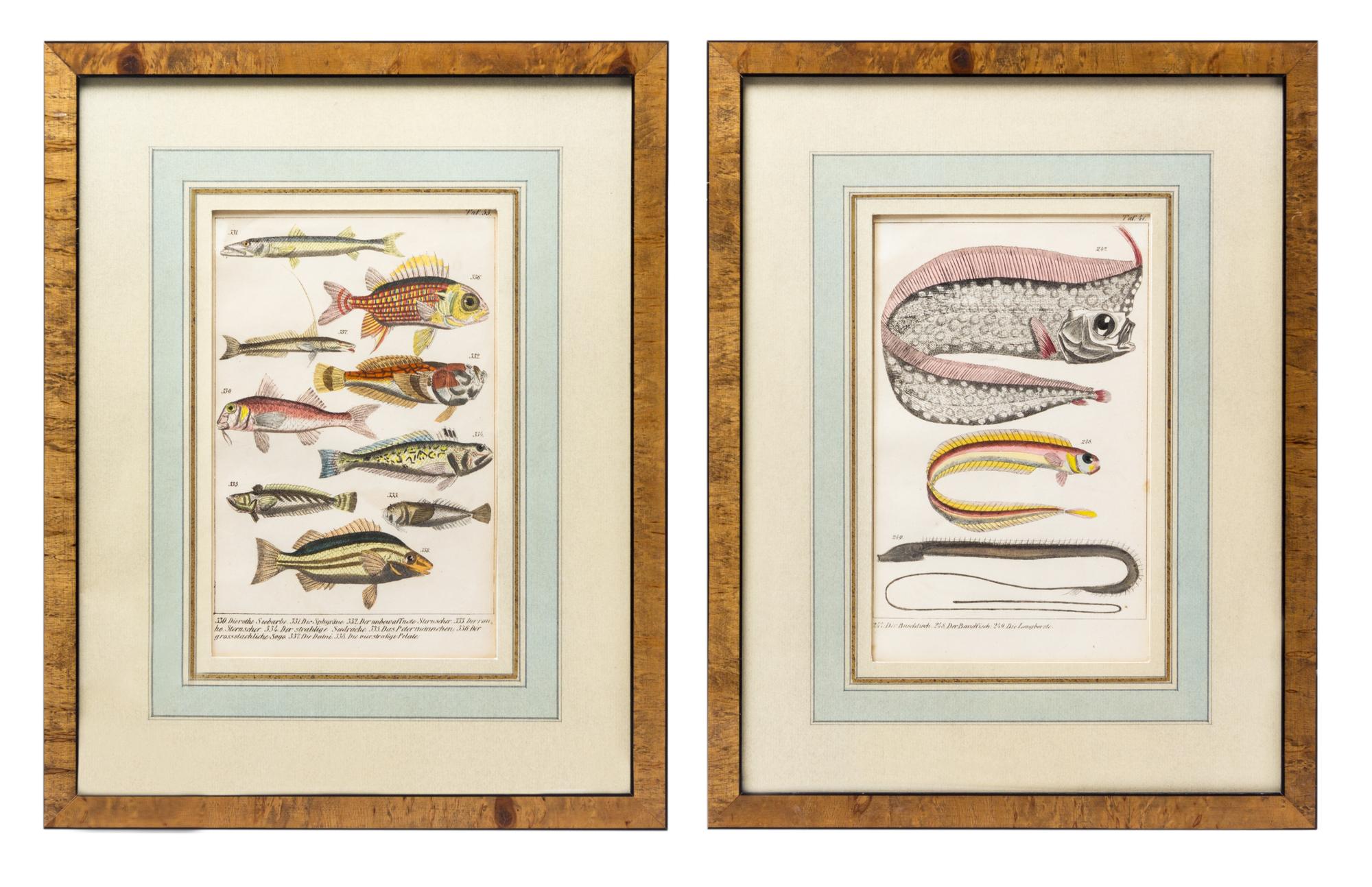 A Set of Four German Hand Colored Engravings of Fish, 19TH CENTURY,
