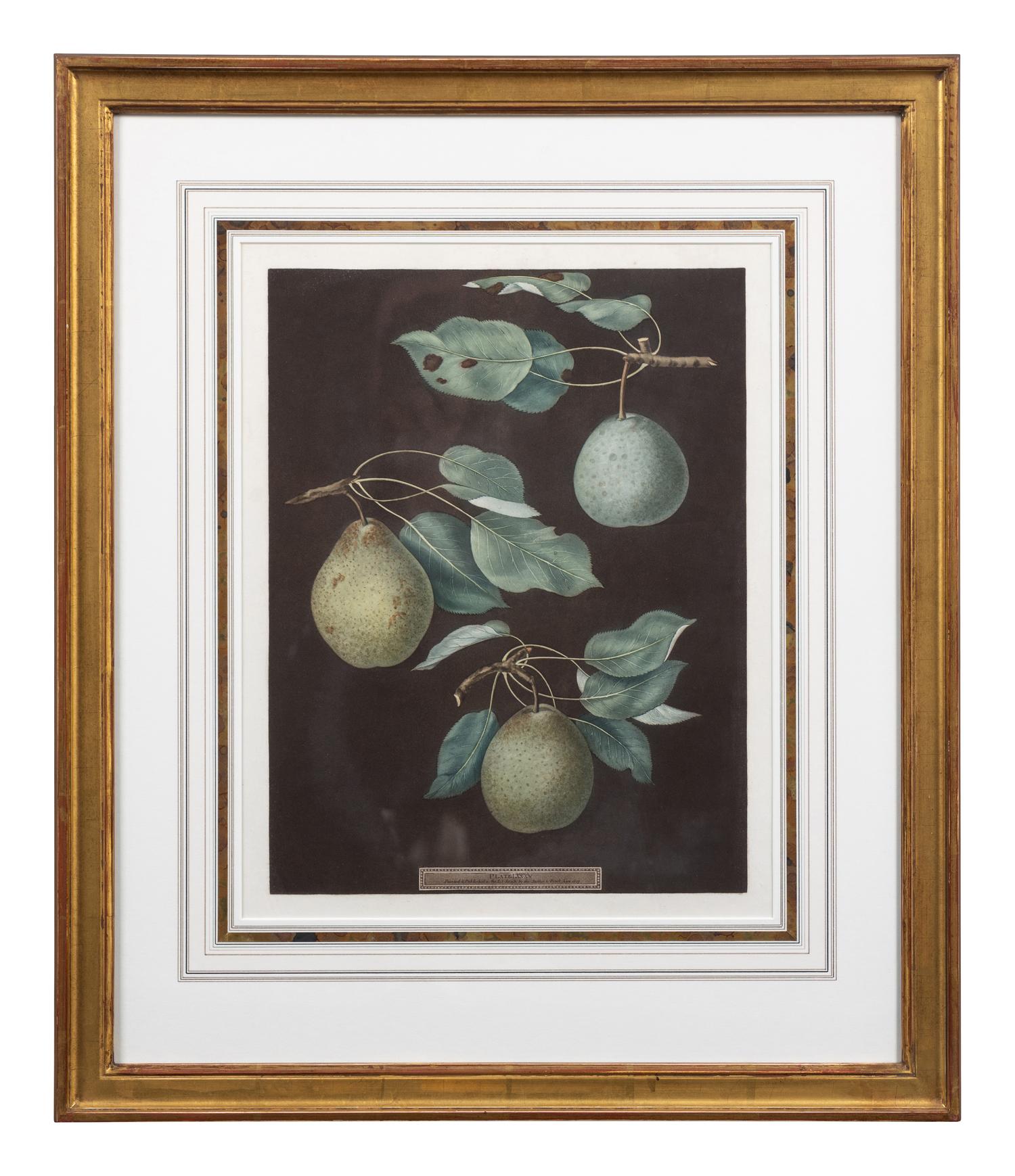 Four Botanical Aquatints by George Brookshaw (British, 1751-1823)
