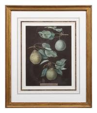 Four Botanical Aquatints by George Brookshaw (British, 1751-1823)