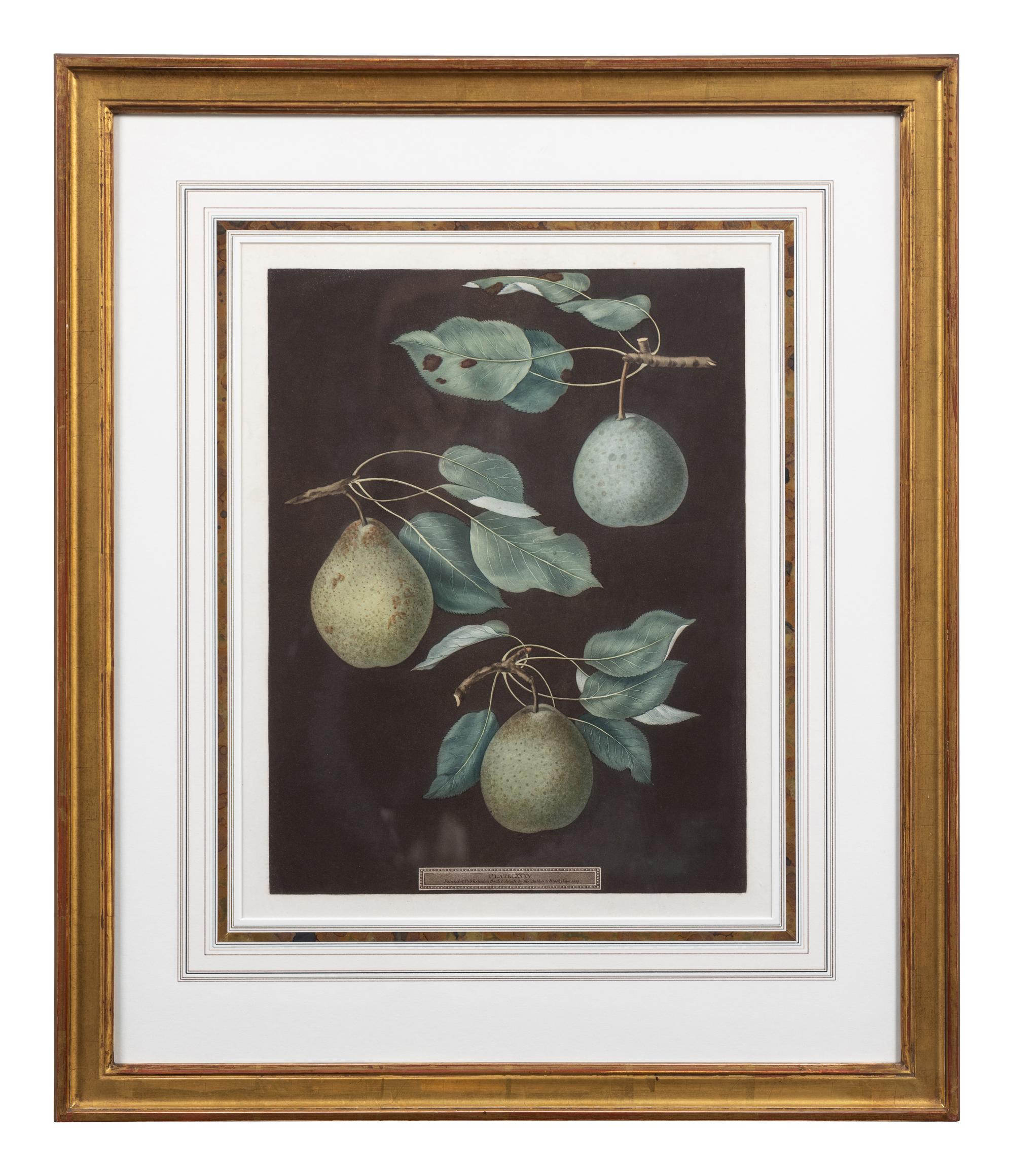 Four Botanical Aquatints by George Brookshaw (British, 1751-1823)
