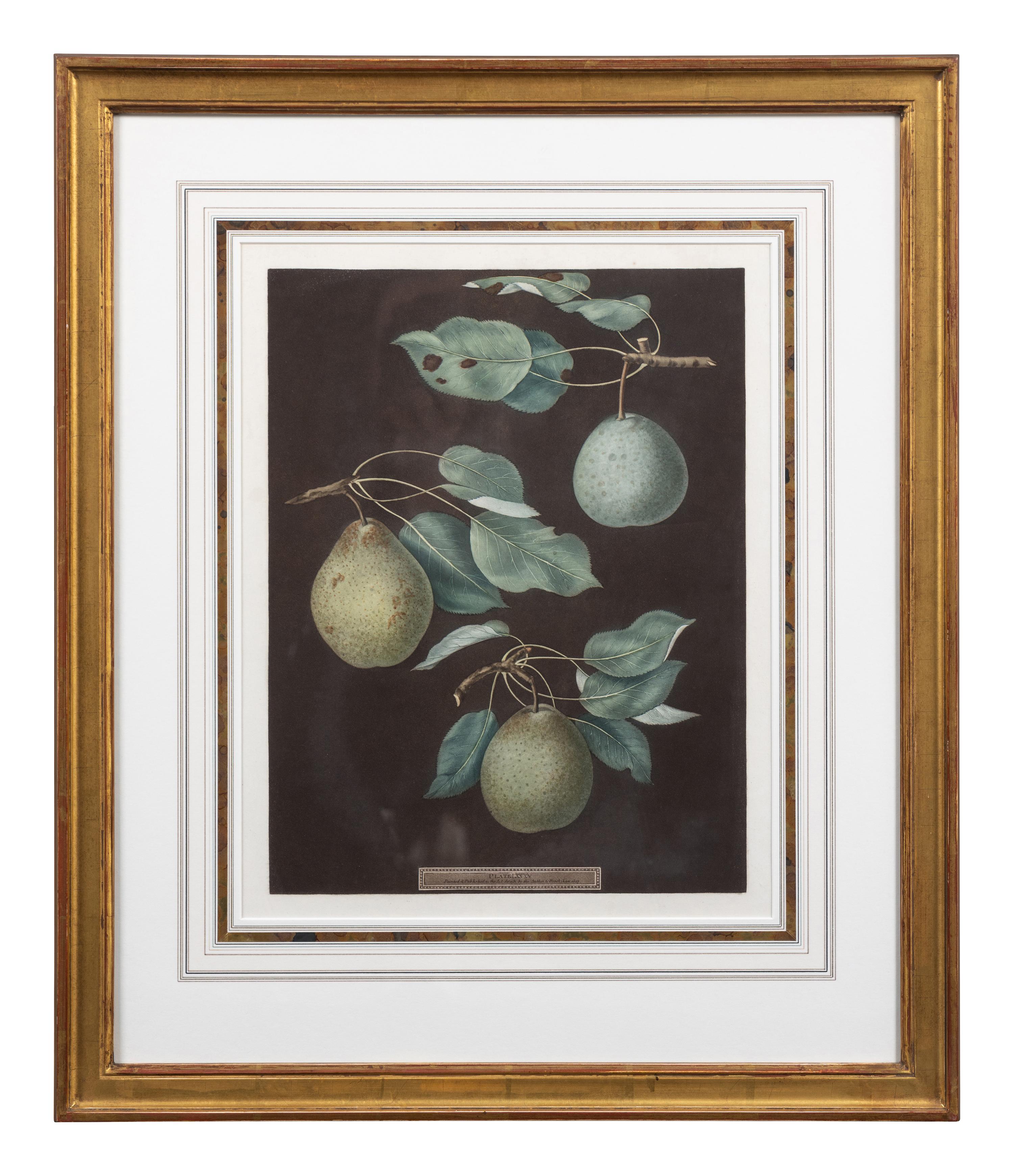 Four Botanical Aquatints by George Brookshaw (British, 1751-1823)