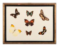 Three Framed Groups of Lepidopterological Specimens