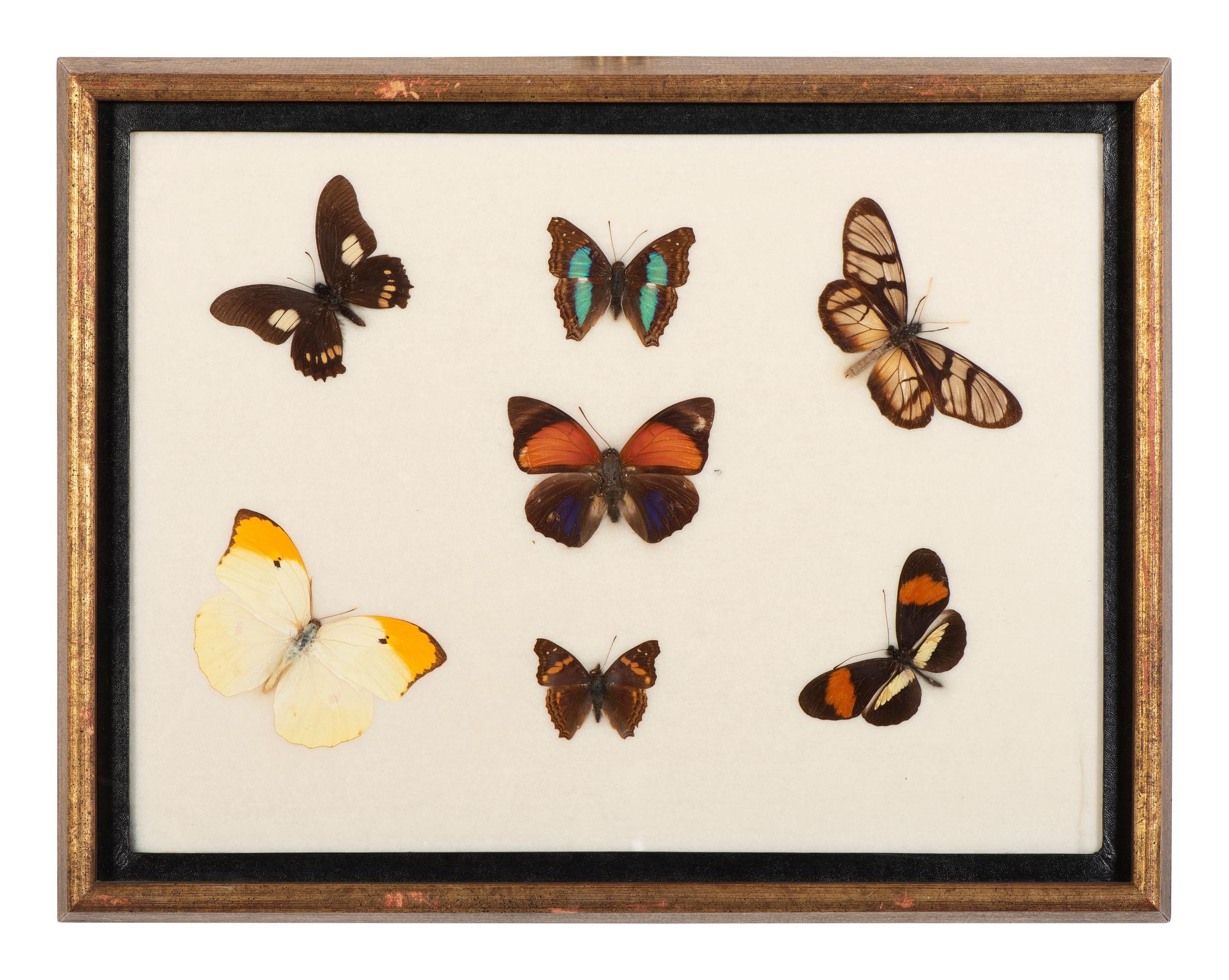 Three Framed Groups of Lepidopterological Specimens
