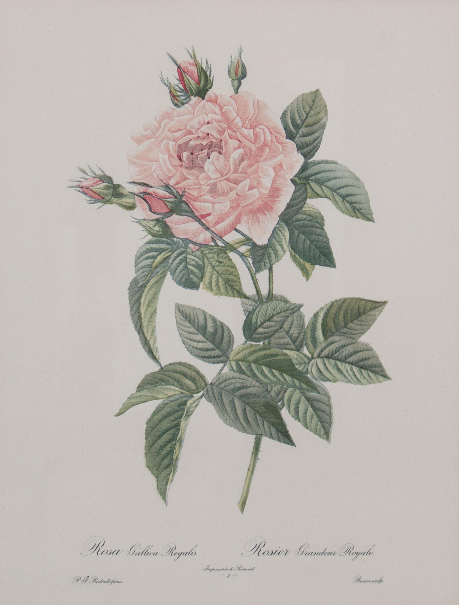 A Set of Four Handcolored Botanical Engravings Height of frames 21 x width 17 inches.