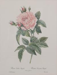 A Set of Four Handcolored Botanical Engravings Height of frames 21 x width 17 inches.