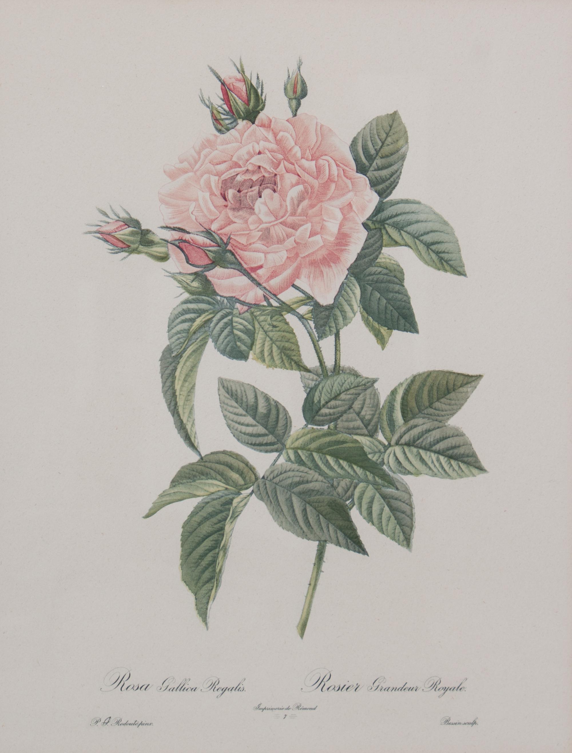A Set of Four Handcolored Botanical Engravings Height of frames 21 x width 17 inches.