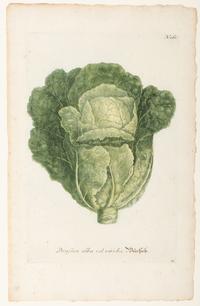 Nine Vegetable Aquatints