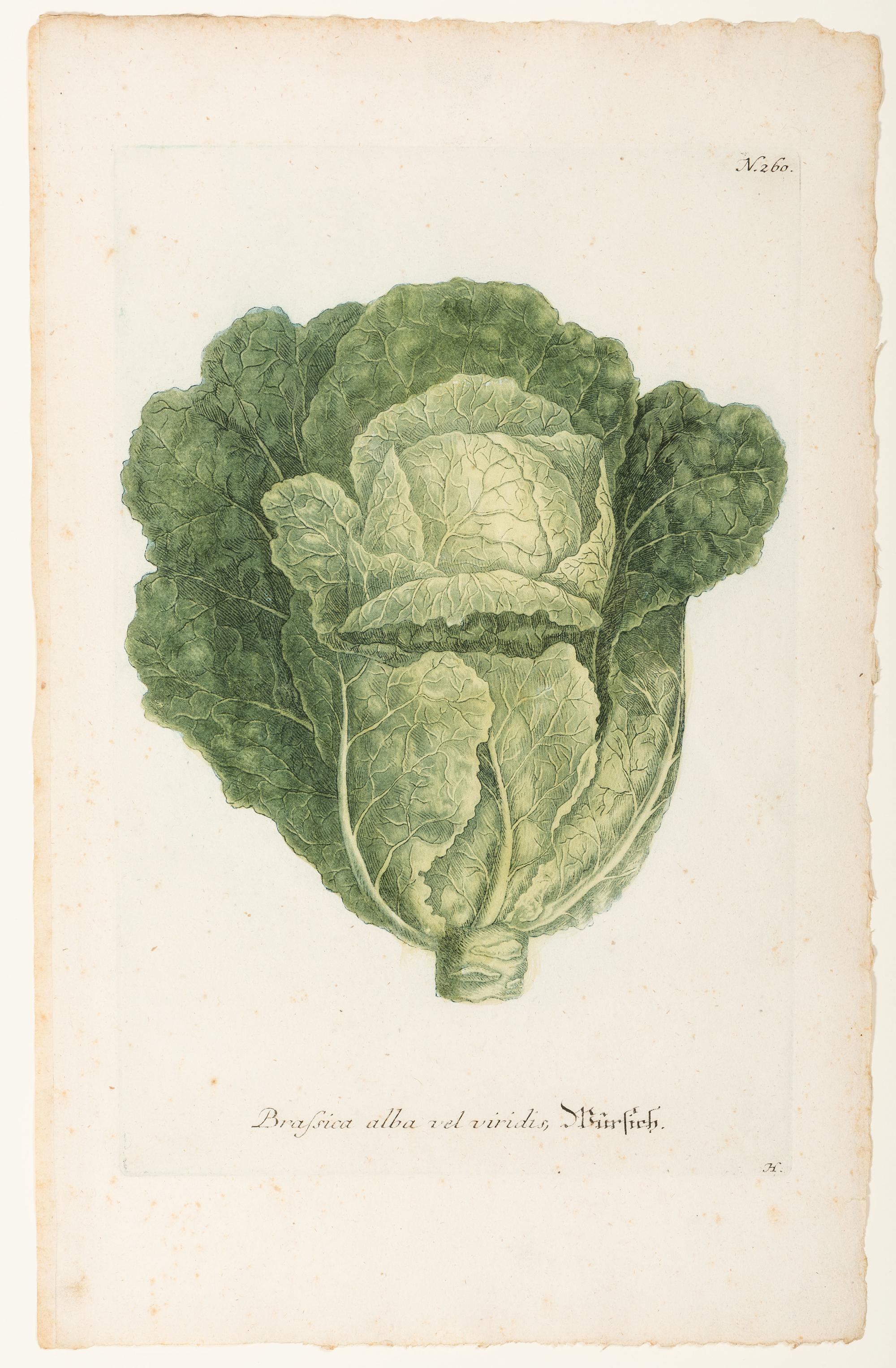 Nine Vegetable Aquatints
