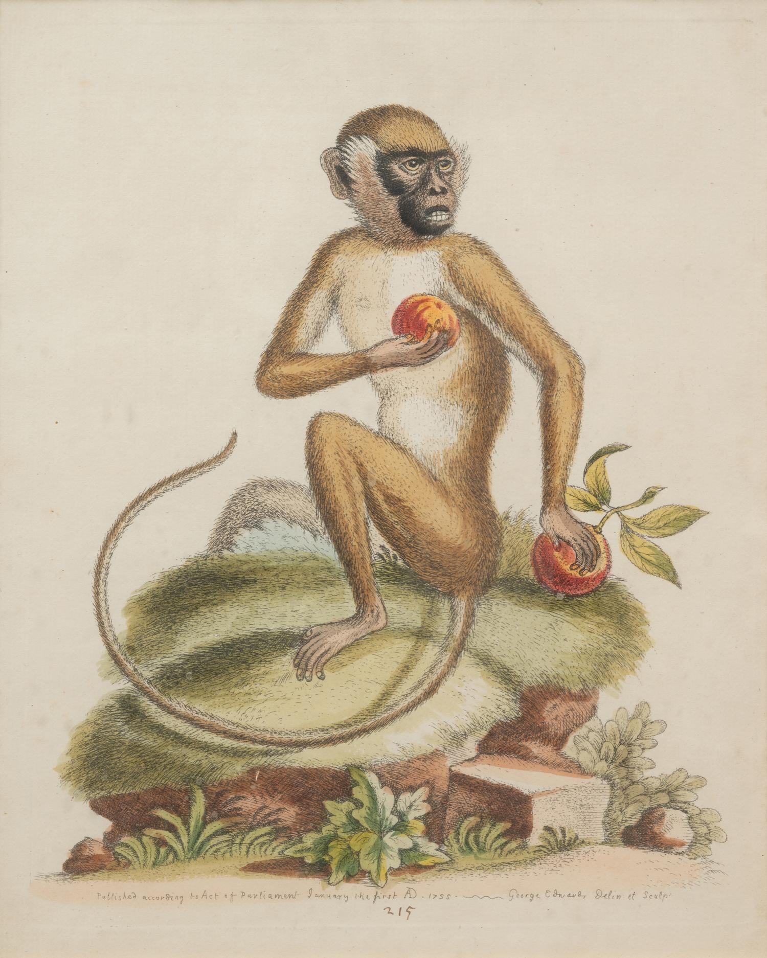 A Group of Six Continental Engravings Depicting Primates (Second Half 19th Century)