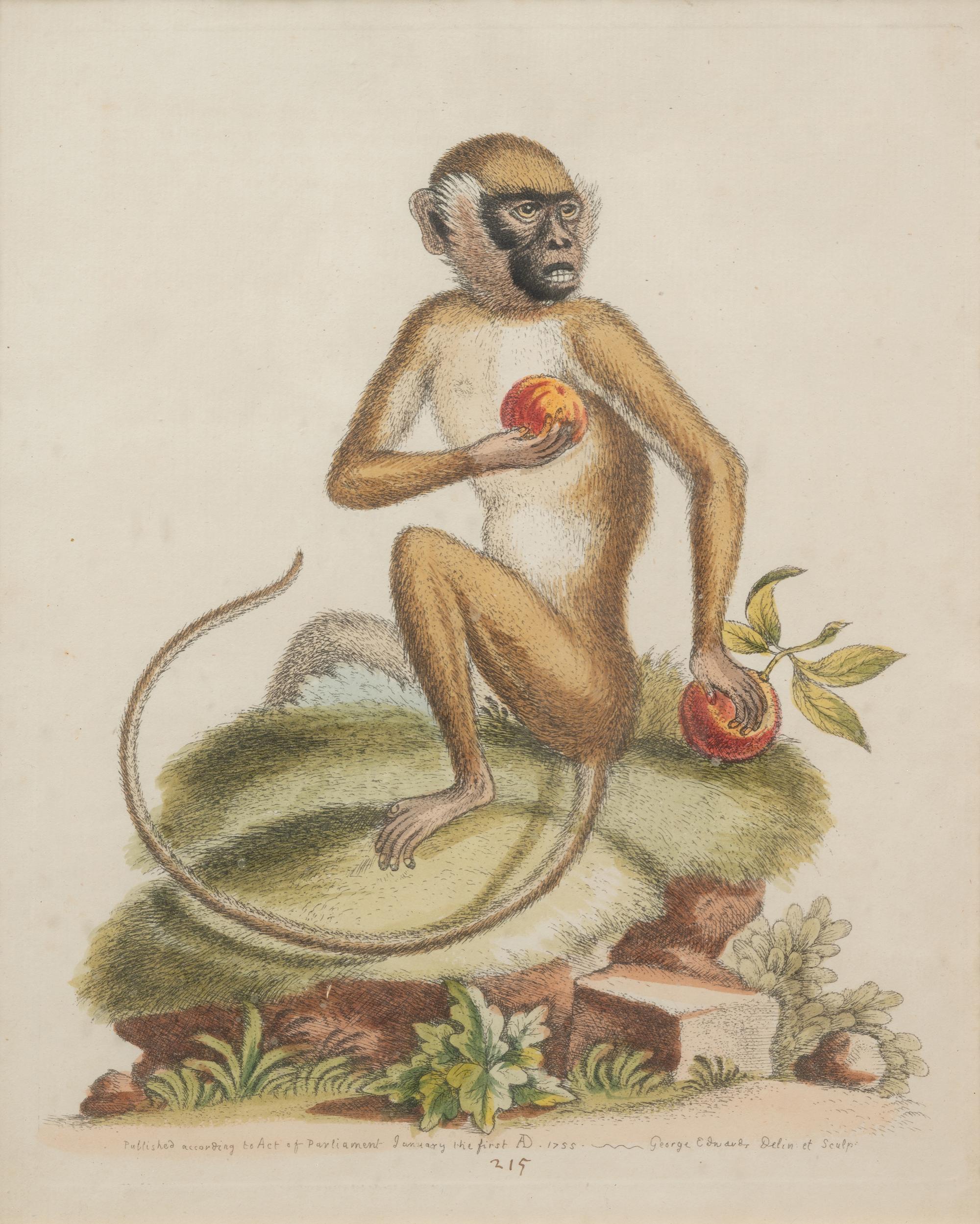 A Group of Six Continental Engravings Depicting Primates (Second Half 19th Century)