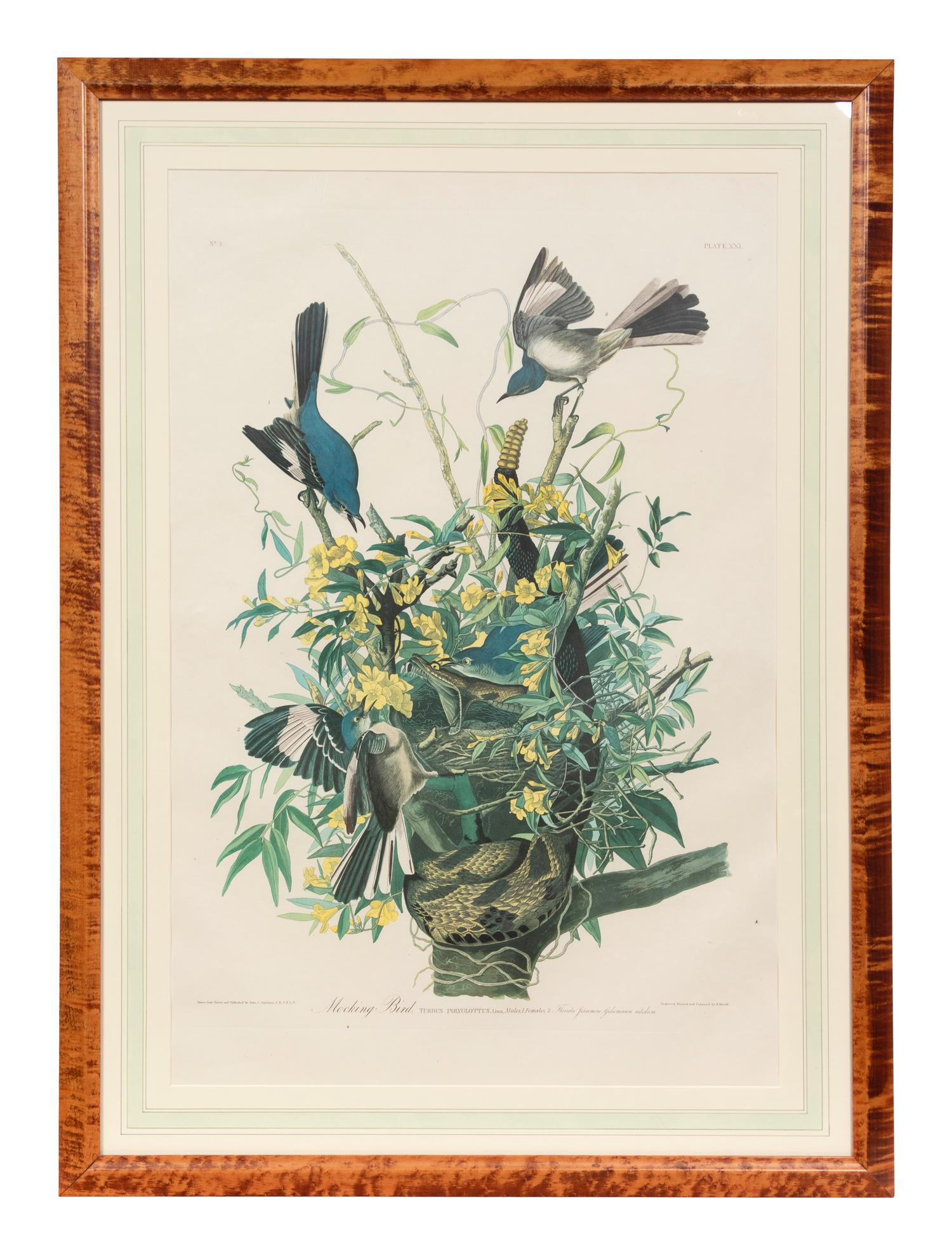 After John James Audubon (American, 1785-1851)