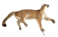 A Full Body Mountain Lion Mount