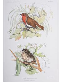 Eight Framed Avian Prints