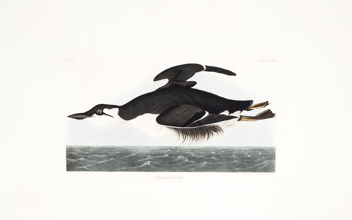 (AUDUBON, JOHN JAMES, after) HAVELL, ROBERT. Uria Brunnichii, plate CCXLV, no. 49. Engraving w/ hand-coloring fr. The Birds of America.
