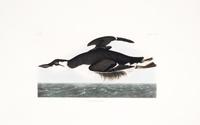 (AUDUBON, JOHN JAMES, after) HAVELL, ROBERT. Uria Brunnichii, plate CCXLV, no. 49. Engraving w/ hand-coloring fr. The Birds of America.