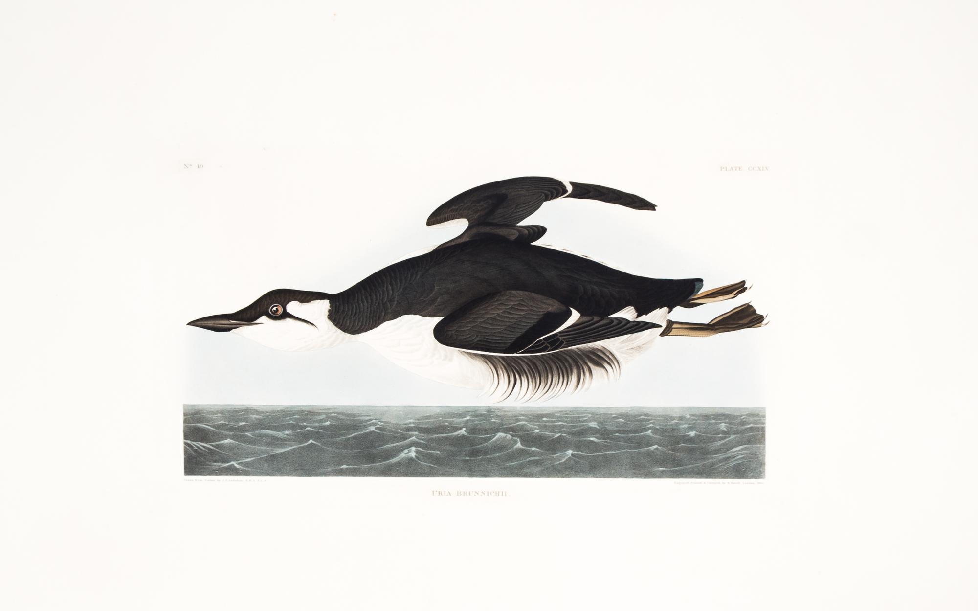 (AUDUBON, JOHN JAMES, after) HAVELL, ROBERT. Uria Brunnichii, plate CCXLV, no. 49. Engraving w/ hand-coloring fr. The Birds of America.