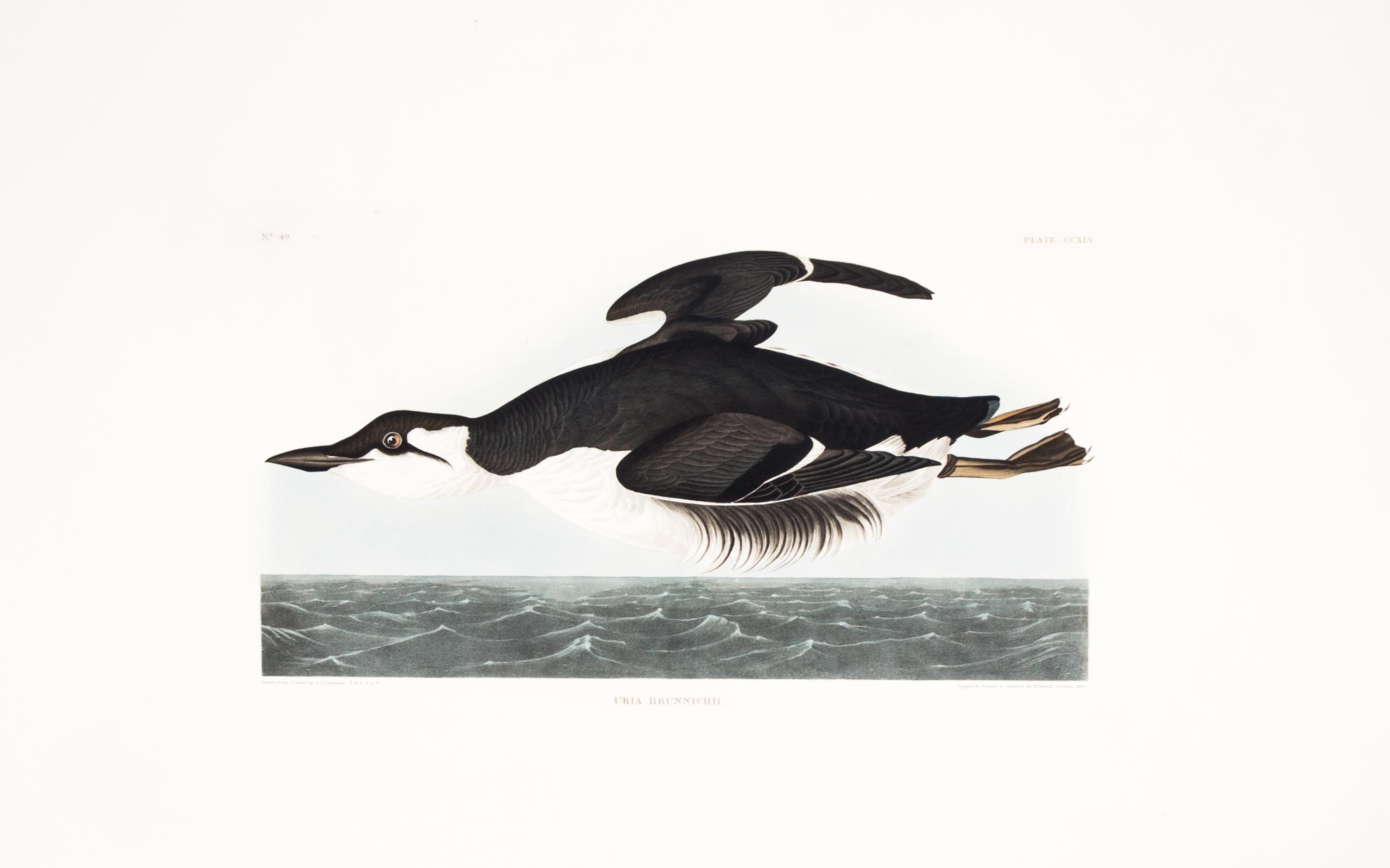 (AUDUBON, JOHN JAMES, after) HAVELL, ROBERT. Uria Brunnichii, plate CCXLV, no. 49. Engraving w/ hand-coloring fr. The Birds of America.